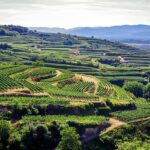 כרמים מלוא האופק - הקייזרשטול שביער השחור